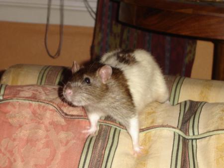 KENNY