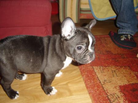 BOOMER à 2 mois