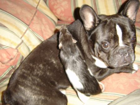 BOOMER et MICKEY