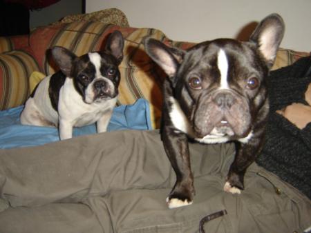 BOOMER et CHIVAS